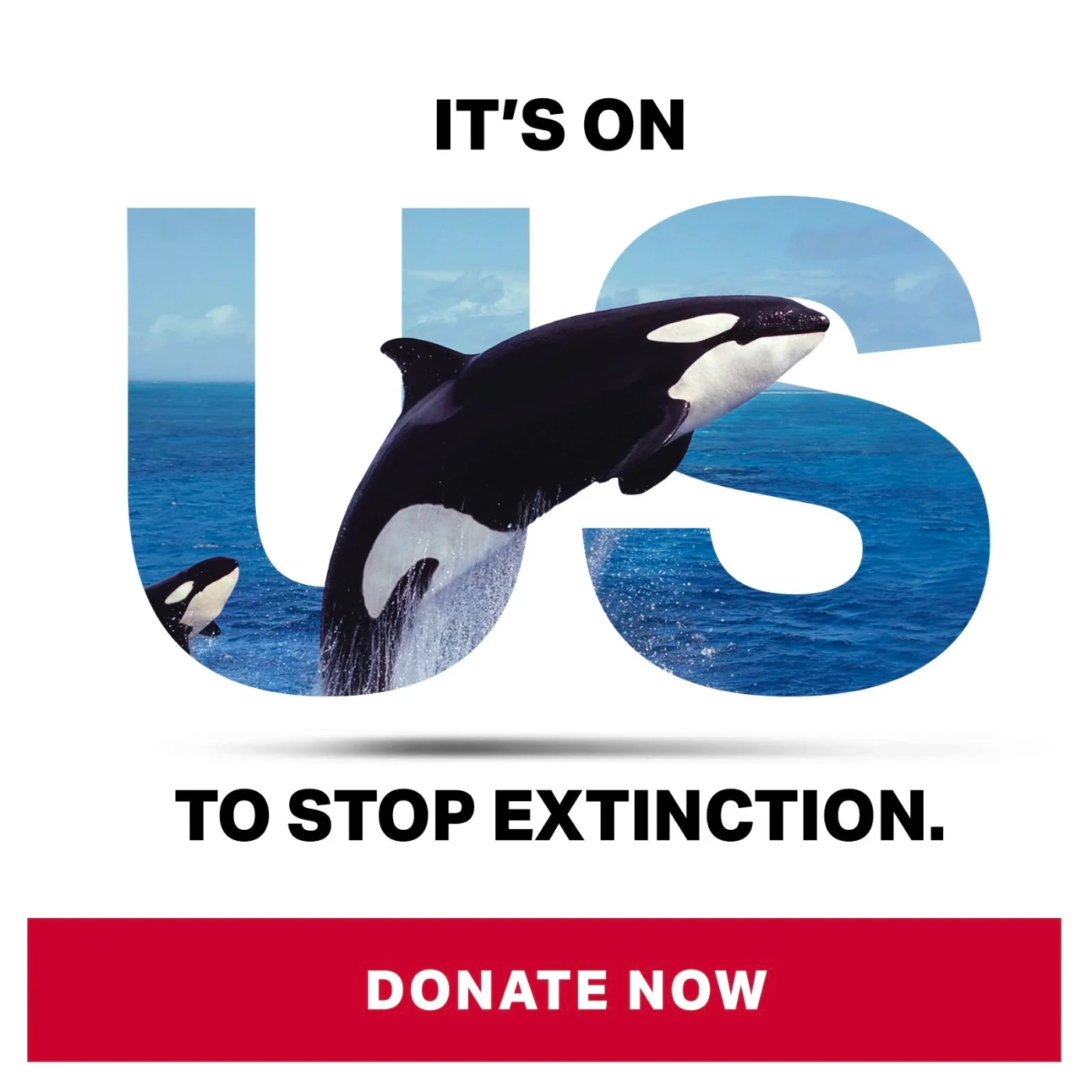 It’s On Us social post, orca